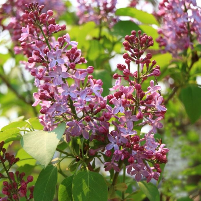 Sering op stam - Syringa microphylla 'Superba'