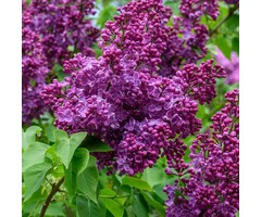 Sering op stam - Syringa vulgaris 'Andenken an Ludwig Spath'