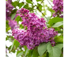 Sering op stam - Syringa vulgaris 'Charles Joly'