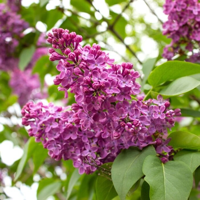 Sering op stam - Syringa vulgaris 'Charles Joly'