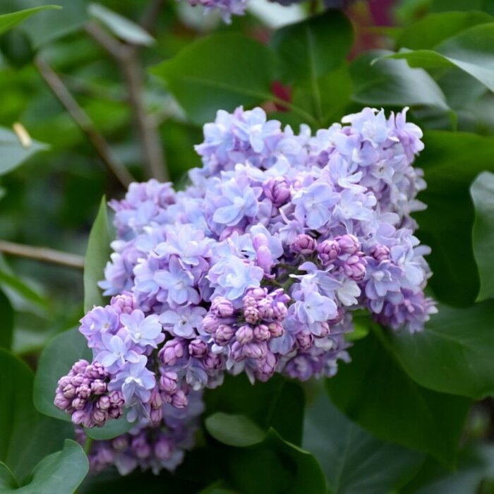 Sering op stam - Syringa vulgaris 'Michel Buchner'