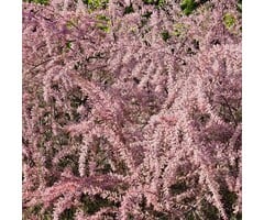 Meerstammige Tamarisk  - Tamarix meerstammig