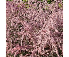 Meerstammige Tamarisk  - Tamarix tetrandra meerstammig