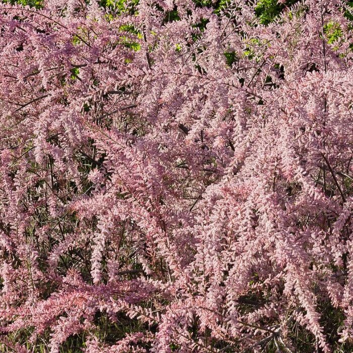 Tamarisk boom - Tamarix meerstammig