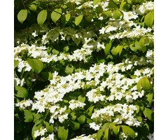 Japanse sneeuwbal op stam - Viburnum plicatum Kilimandjaro