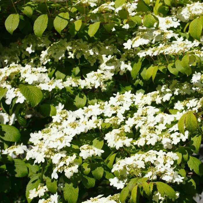 Japanse sneeuwbal op stam - Viburnum plicatum Kilimandjaro