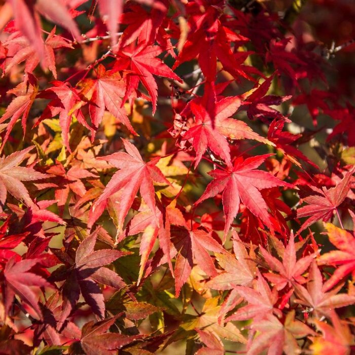 Japanse esdoorn (Acer palmatum 'Butterfly')