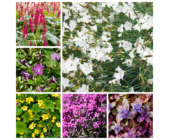 Borderpakket Groenblijvend &  Bodembedekkend (1 m2)