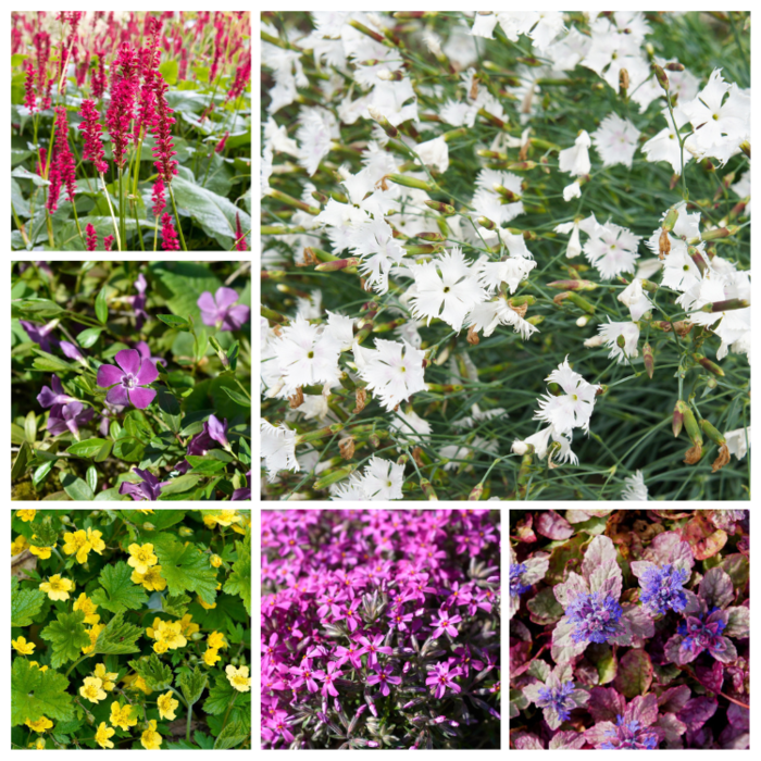 Borderpakket Groenblijvend &  Bodembedekkend (1 m2)