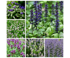 Borderpakket Bijen, Vlinders & Bodembedekkend (1 m2)