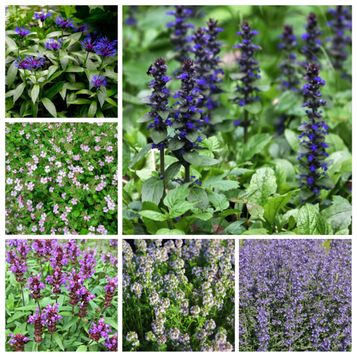 Borderpakket Bijen, Vlinders & Bodembedekkend (1 m2)