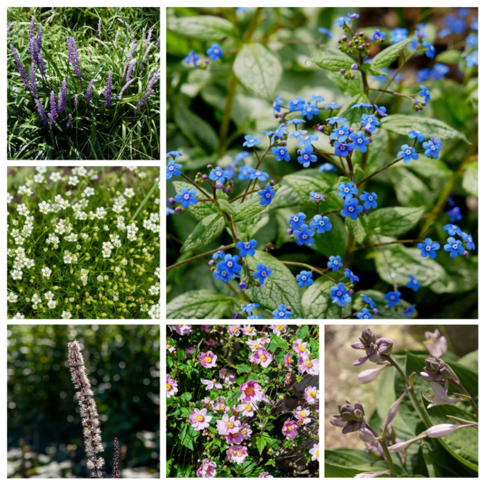 Borderpakket Schaduwplanten J (1m2)