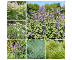 Borderpakket Prairietuin B (1 m2)