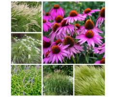 Borderpakket Prairietuin C (1 m2)