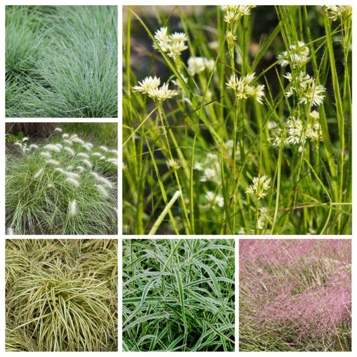 Borderpakket Siergrassen B - Laag siergras (1 m2)