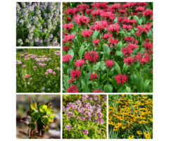 Borderpakket Vlindertuin B (1 m2)