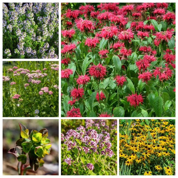 Borderpakket Vlindertuin B (1 m2)