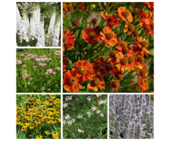 Borderpakket Zomerbloeiers (1 m2)