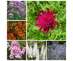 Borderpakket Pluktuin (1 m2)