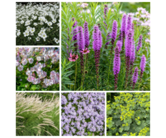 Borderpakket Onderhoudsvriendelijk (1 m2)