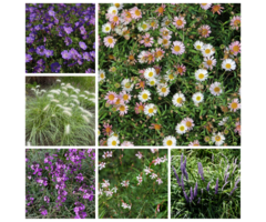 Borderpakket Langbloeiend A (1 m2)