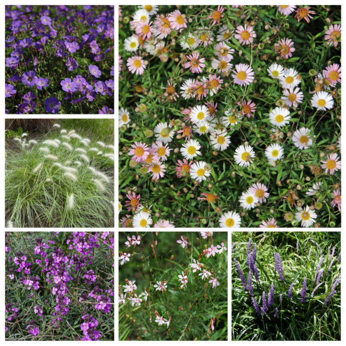 Borderpakket Langbloeiend A (1 m2)