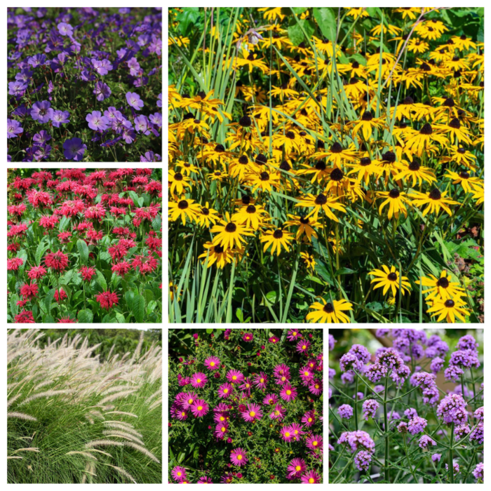 Borderpakket Langbloeiend B (1 m2)