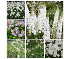 Borderpakket Wit (1 m2)