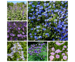 Borderpakket Blauw (1 m2)