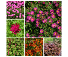 Borderpakket Rood (1 m2)