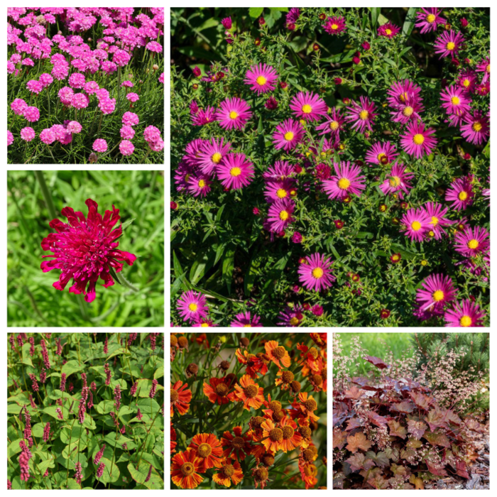 Borderpakket Rood (1 m2)