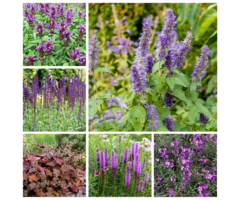 Borderpakket Paars (1 m2)