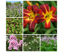 Borderpakket Zomer - Nazomer (1 m2)