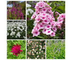 Borderpakket Voorjaar - Zomer (1 m2)