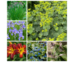 Borderpakket Natte border (1 m2)