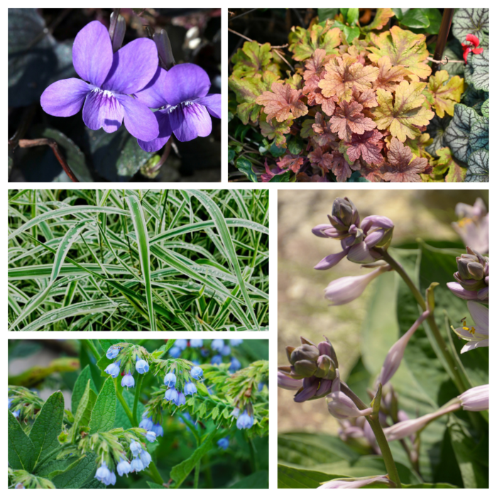 Borderpakket Schaduwplanten A (3 m2)