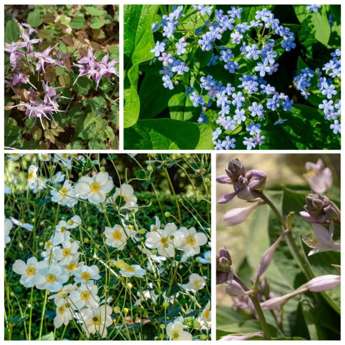 Borderpakket Schaduwplanten  E (4 m2)