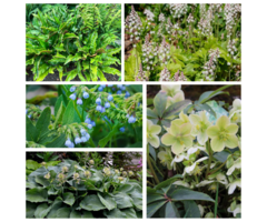 Borderpakket Schaduwplanten G (1 m2)