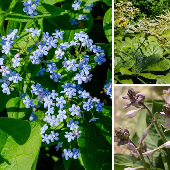 Borderpakket Schaduwplanten H (1 m2)