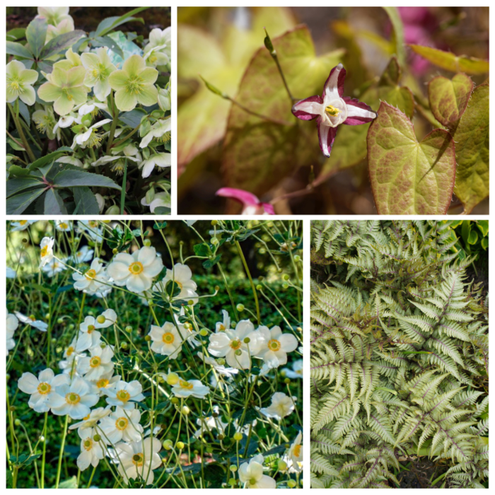 Borderpakket Schaduwplanten I (2 m2)