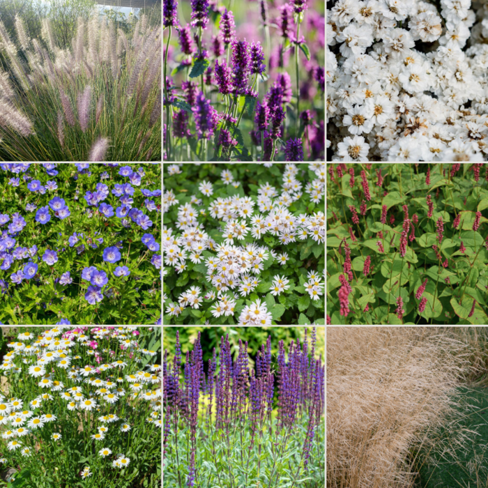 Borderpakket Zon A (9 m2)