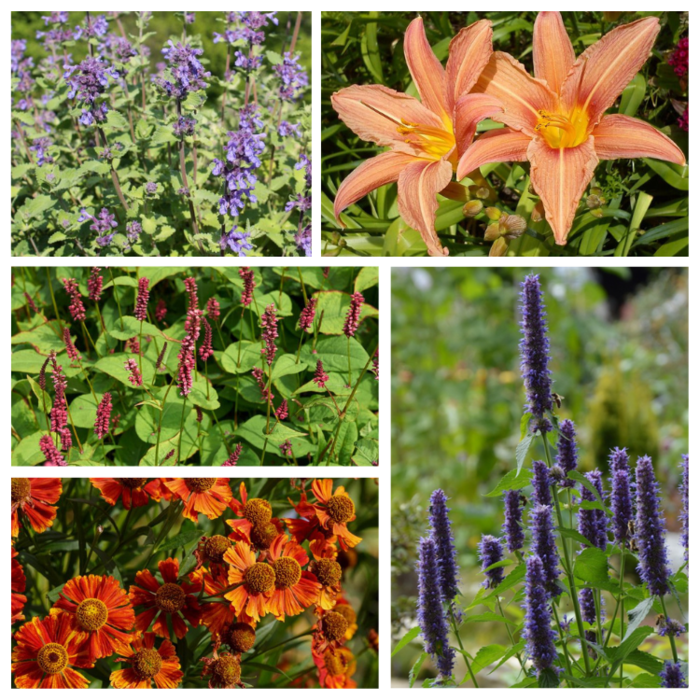 Borderpakket Zon G (4 m2)