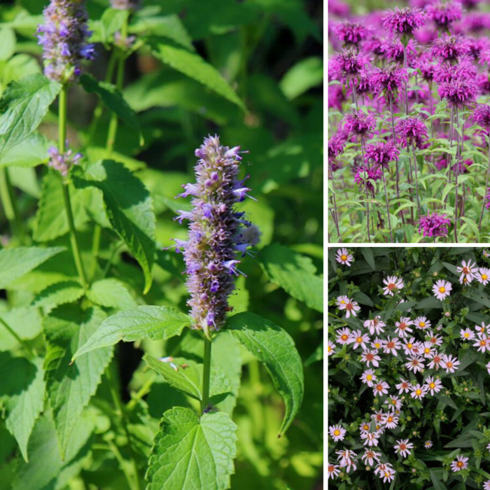 Borderpakket Zon L (3 m2)