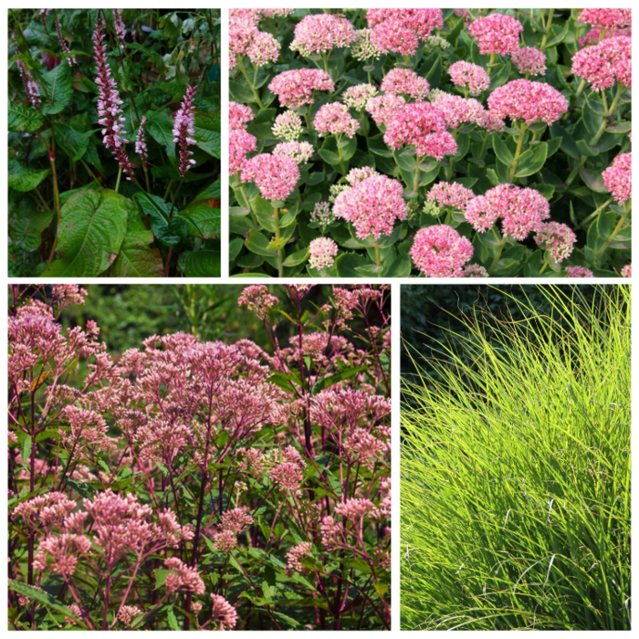 Borderpakket Zon M (4 m2)