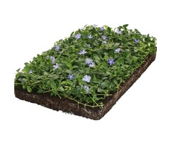 Plantenmat Vinca minor - Maagdenpalm