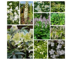 Borderpakket Schaduwplanten  C (8 m2)