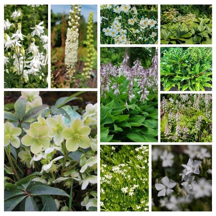 Borderpakket Schaduwplanten  C (8 m2)