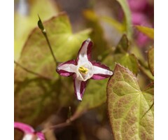Elfenbloem - Epimedium rubrum