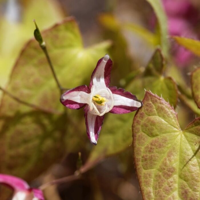 Elfenbloem - Epimedium rubrum