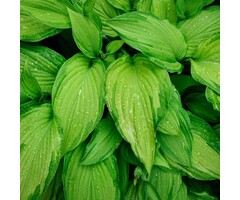 Hartlelie - Hosta 'Gold Standard'